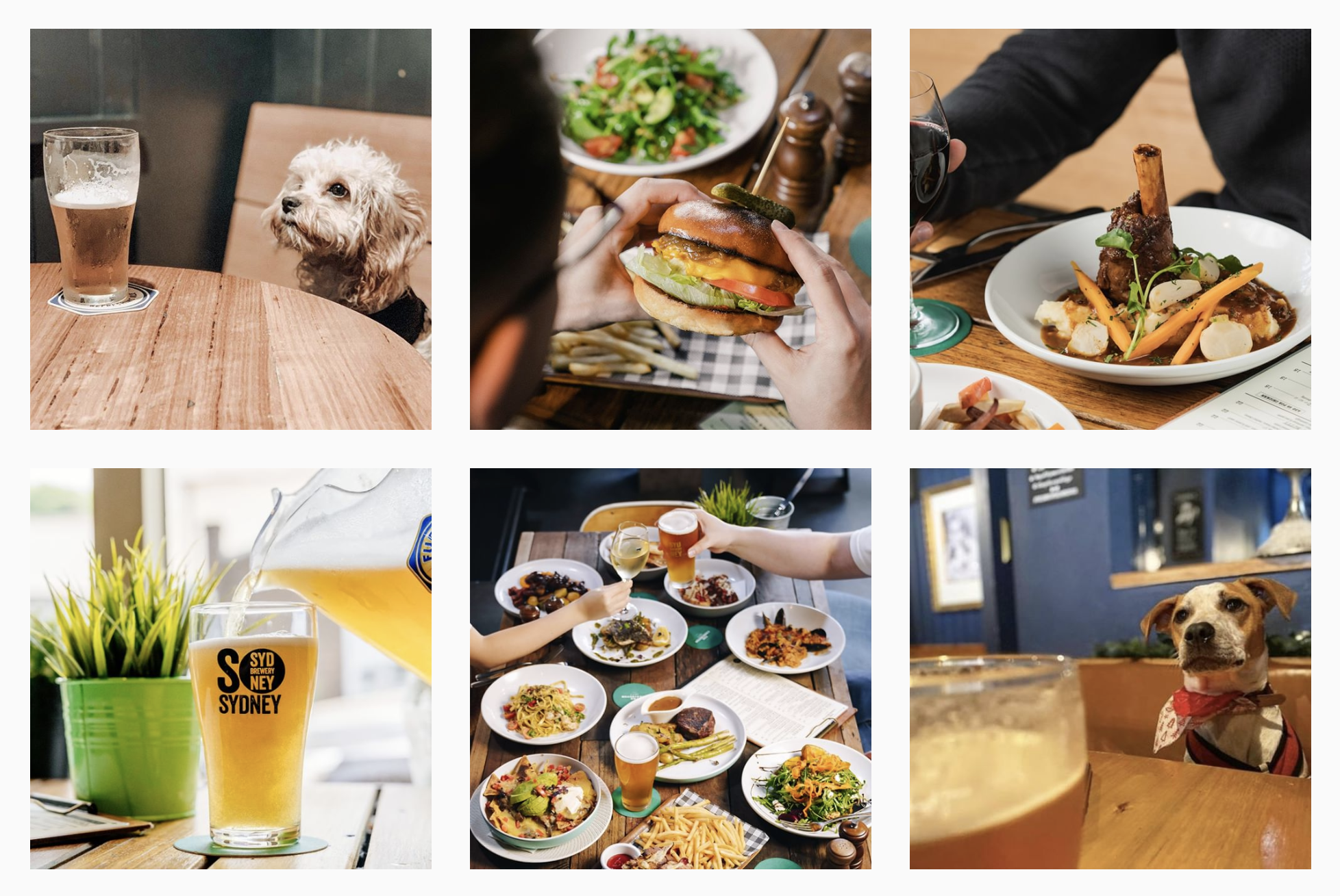 Instagram feed of The Carrington Sydney, showing photos of food, drinks and dogs in venue